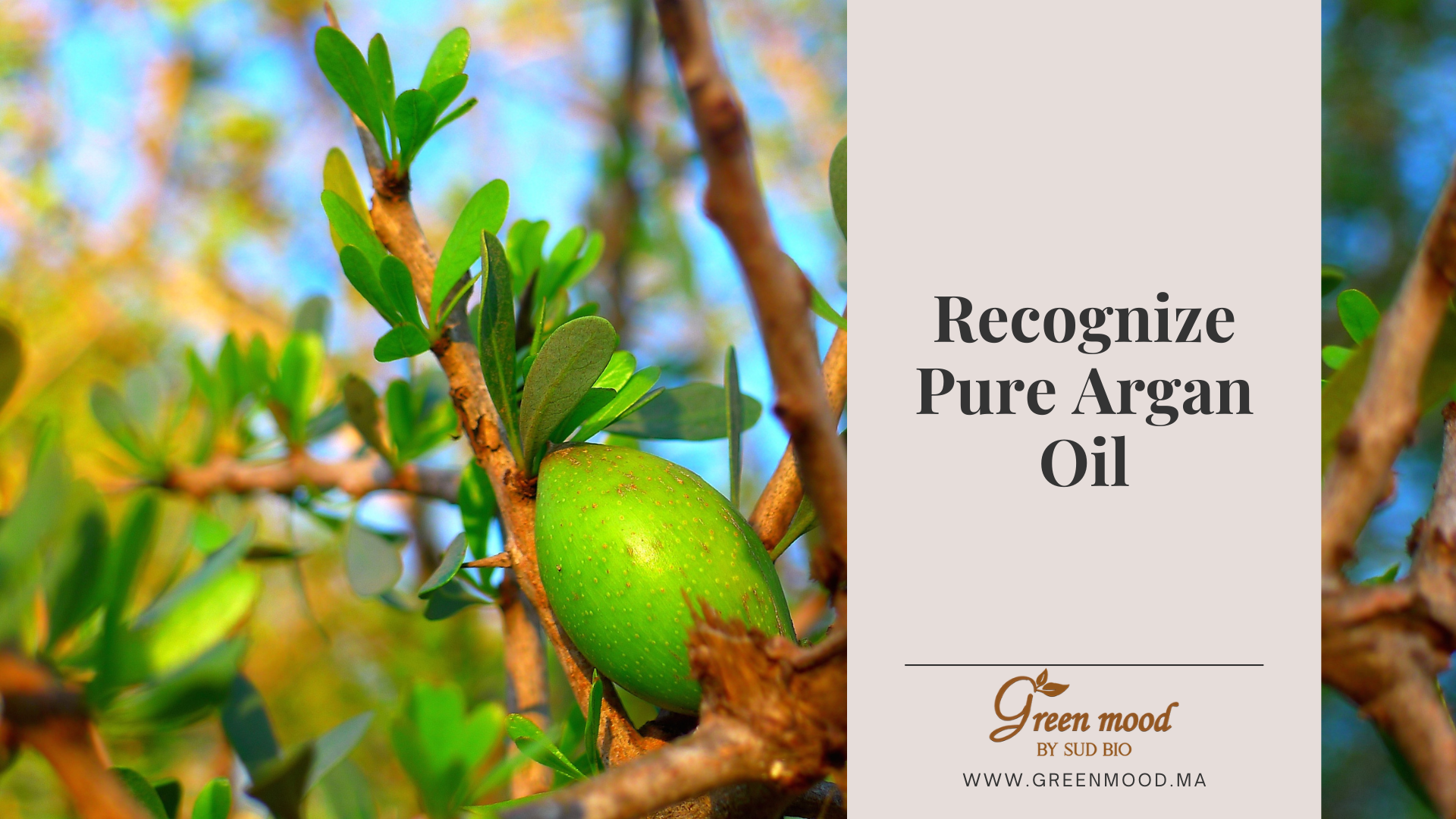 Recognize and know pure argan oil - real argan oil - authentic moroccan oil 2